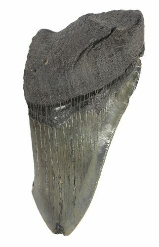 Partial, Serrated, Fossil Megalodon Tooth #54246